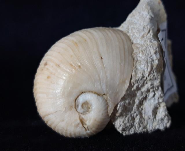 Otostoma retzii (NILSSON 1827) - Bild © FossNet FossilienStore